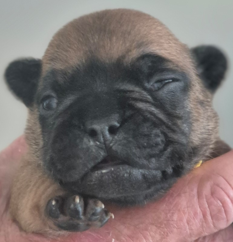 Du Clos De La Trellucherie - Chiots disponibles - Bouledogue français