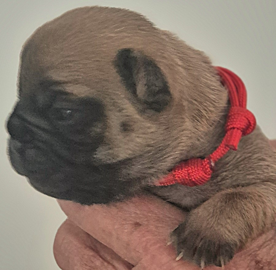 Du Clos De La Trellucherie - Chiots disponibles - Bouledogue français