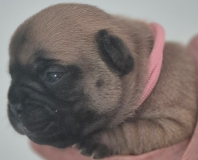 Du Clos De La Trellucherie - Chiots disponibles - Bouledogue français