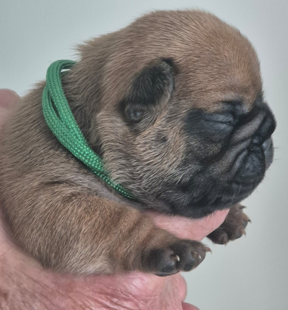 Du Clos De La Trellucherie - Chiots disponibles - Bouledogue français