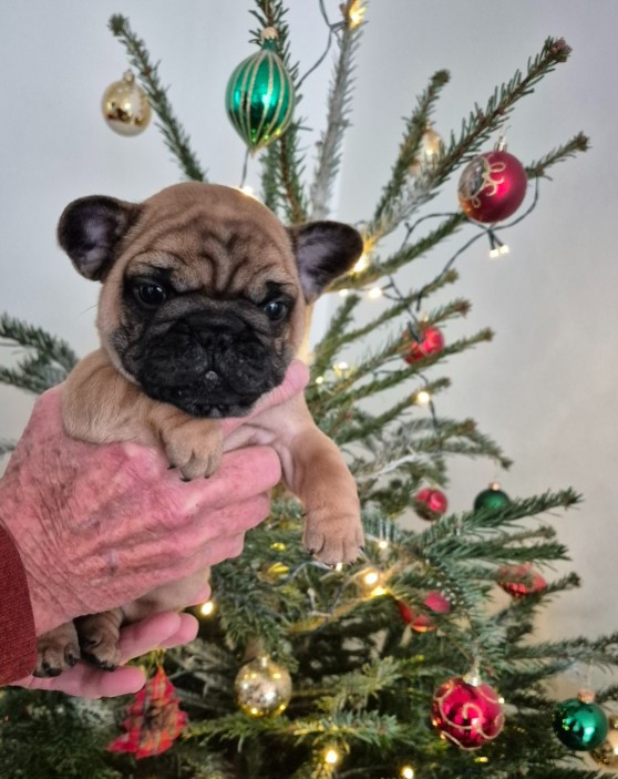 Du Clos De La Trellucherie - Chiots disponibles - Bouledogue français